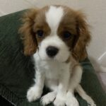 メルちゃん